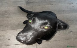 Mixed Breed dogs for sale: Belgian malinois x Labrador puppies  in Kettering - Image 6