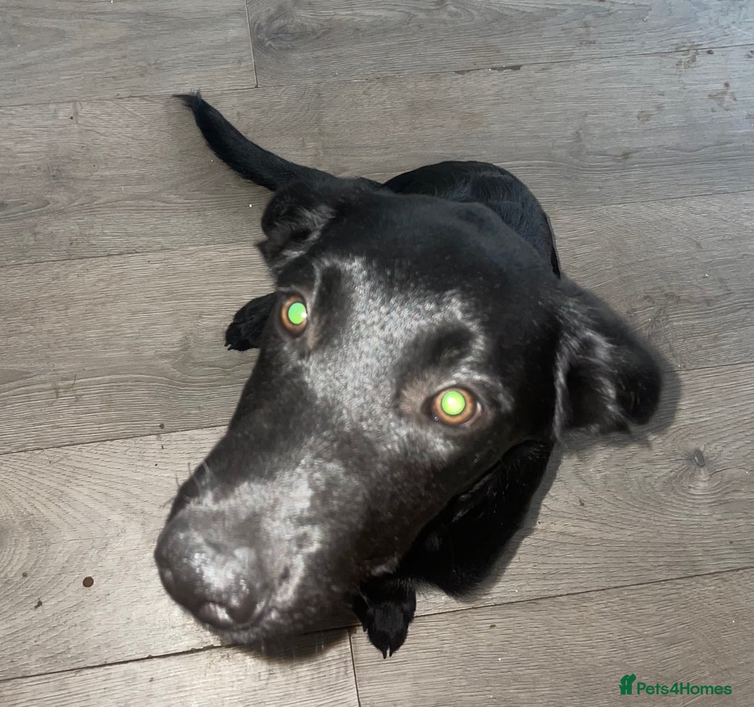 Mixed Breed dogs for sale: Belgian malinois x Labrador puppies  in Kettering - Image 6