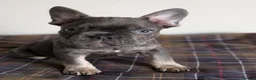 French Bulldog dogs for stud: Stunning French Bulldog For Stud - Advert 10