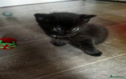 Persian cats for sale: Beautiful Kittens - Image 2