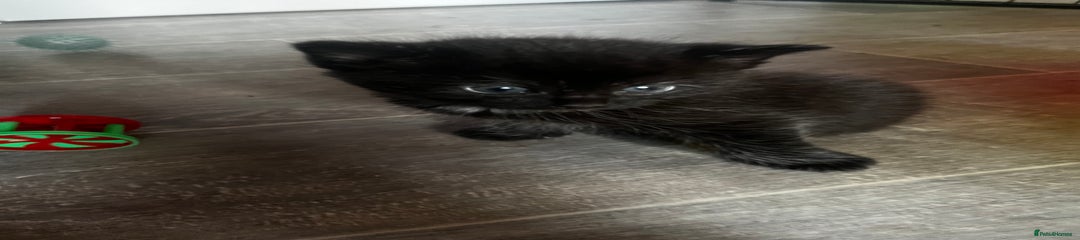 Persian Kitten 4