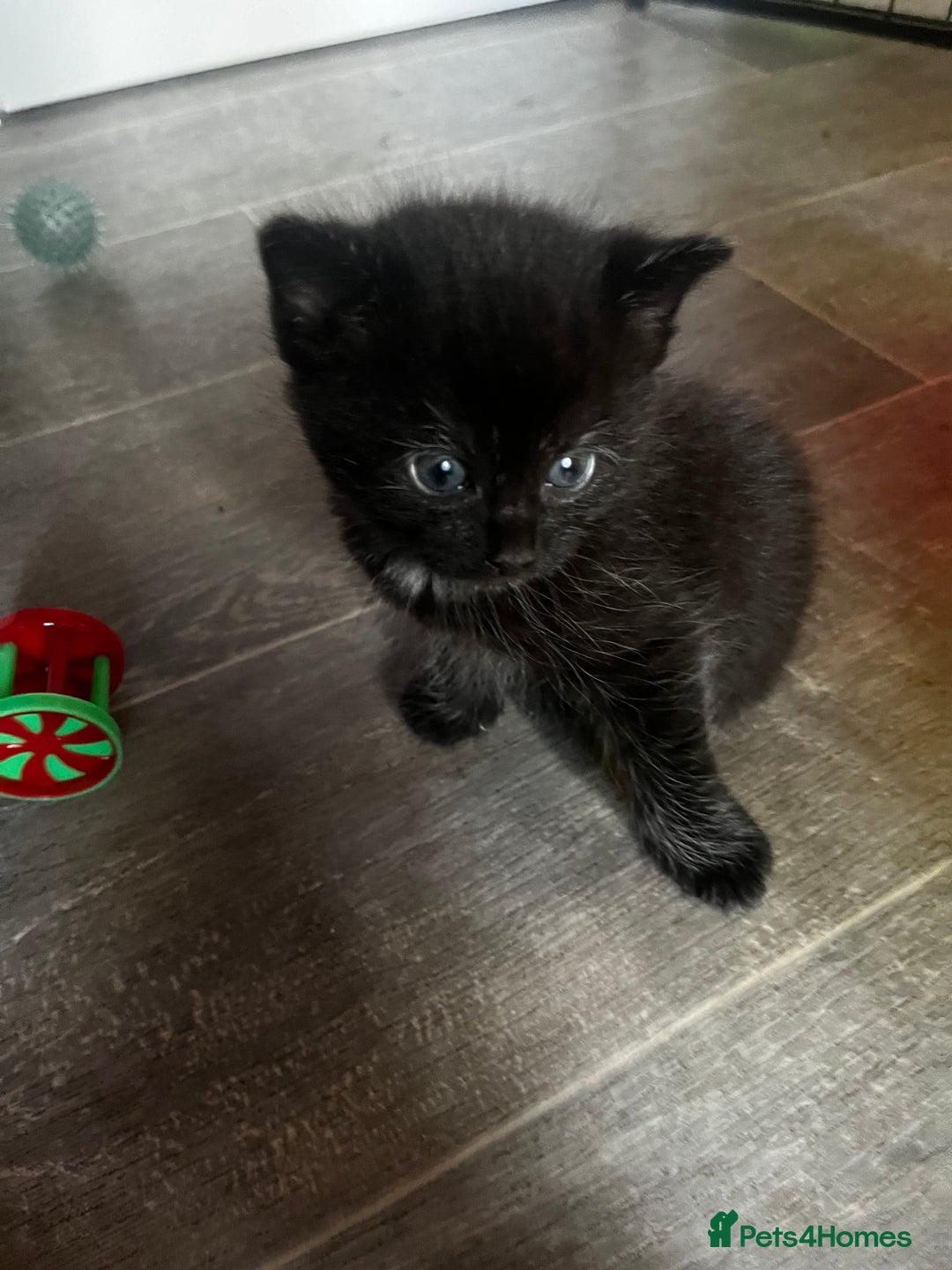 Persian cats for sale: Beautiful Kittens - Image 2
