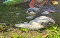 Shih Tzu dogs for sale: Teddy the shihtzu looking for good home  - Image 4