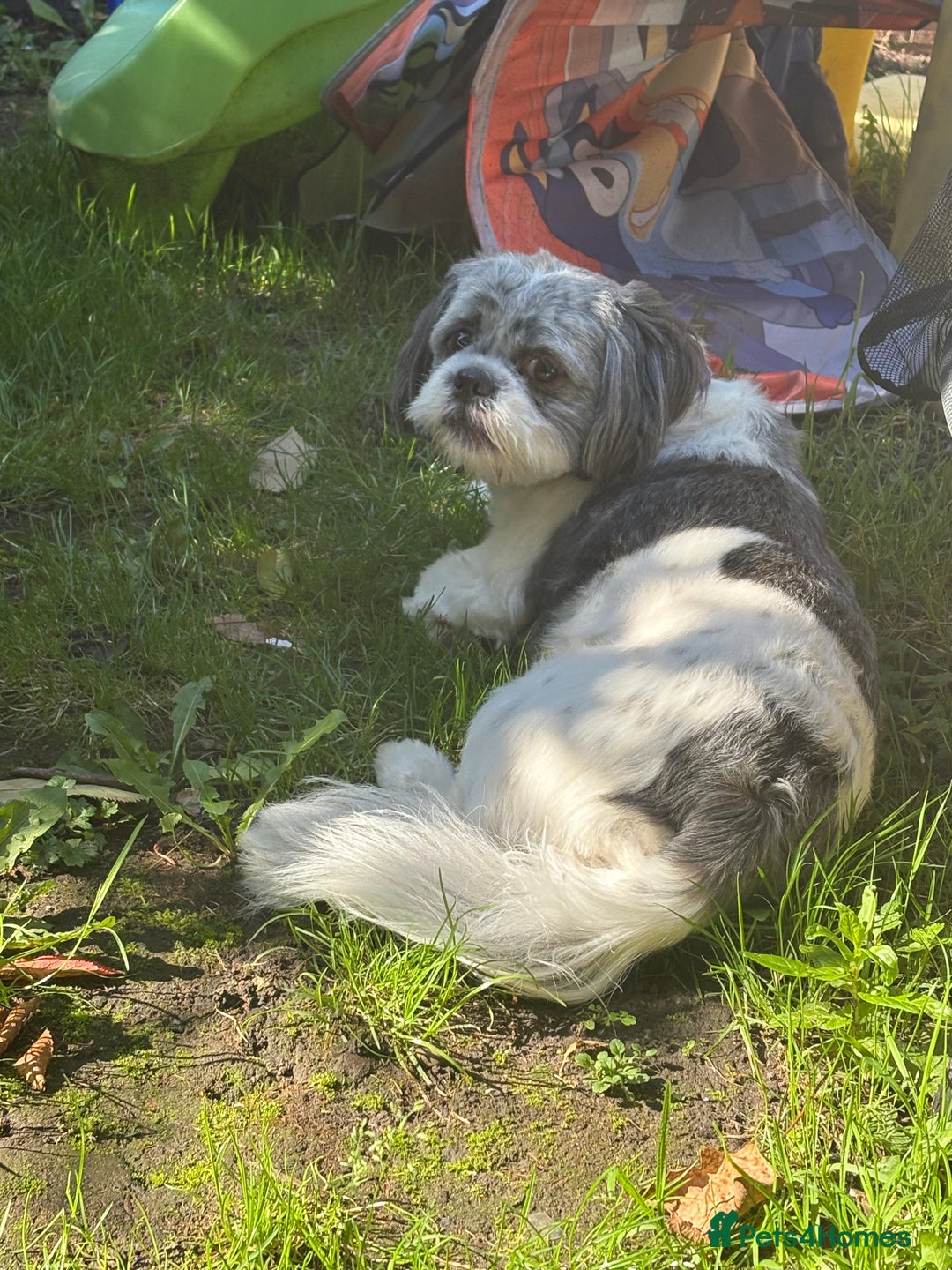 Shih Tzu dogs for sale: Teddy the shihtzu looking for good home  - Image 4