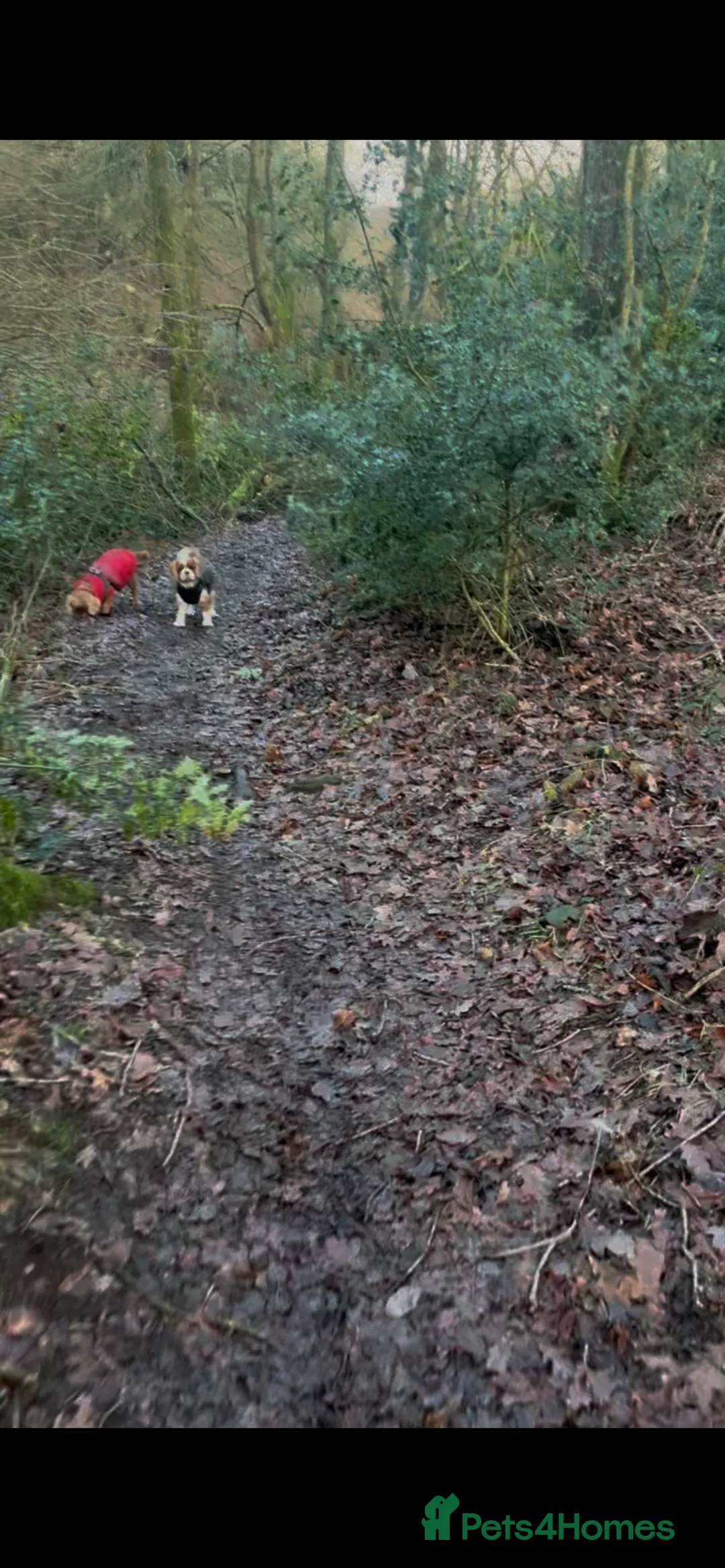 Cavalier King Charles Spaniel dogs for sale: 3 adult cavaliers (speyed)1 boy 2 girls  - Advert 15