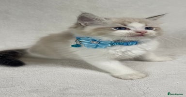 Ragdoll cats ✨ Gorgeous Ragdoll Kittens ✨ - Advert 6