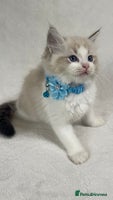 Ragdoll cats ✨ Gorgeous Ragdoll Kittens ✨ - Advert 15