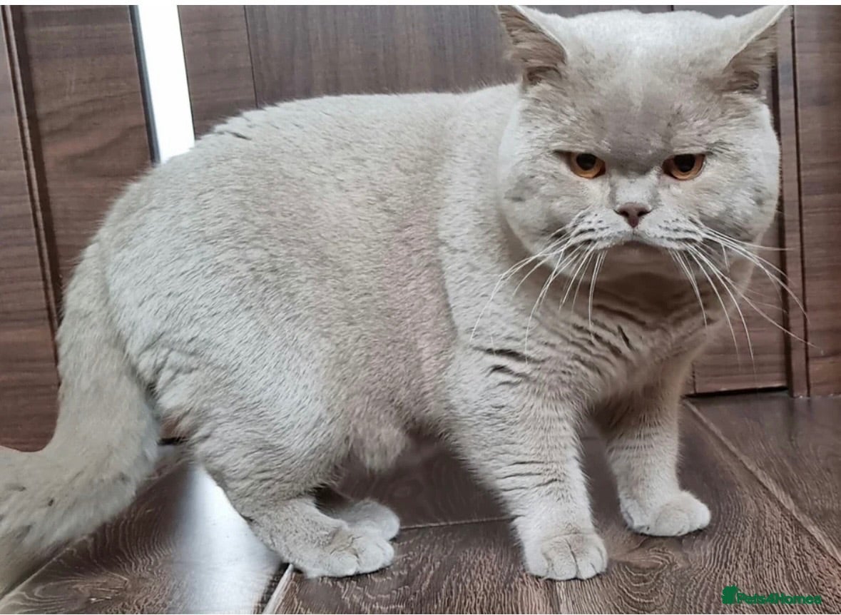 British Shorthair cats GCCF Active Registered Britsh Shorthair - Advert 2