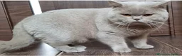 British Shorthair cats for sale: GCCF Active Registered Britsh Shorthair - Advert 2
