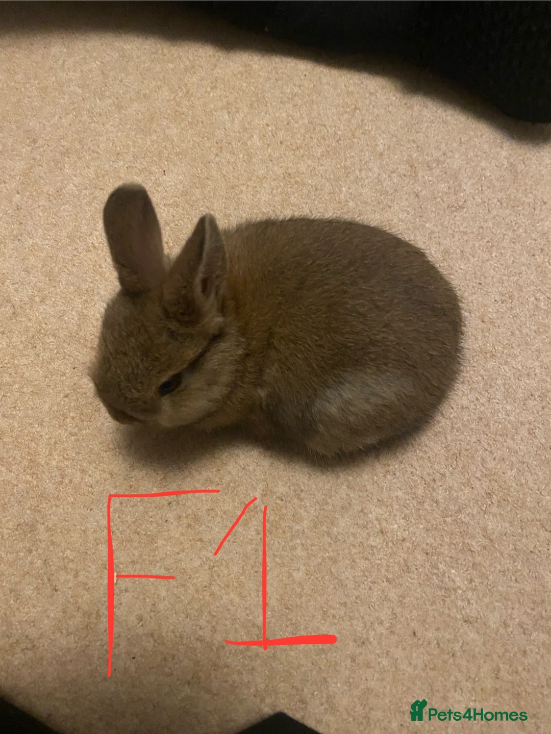 Mixed Breed rabbits for sale: Baby rabbits  - Image 4