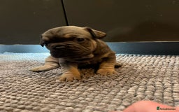 French Bulldog dogs for sale: ♥️Litter of 6 French Bulldog Puppies♥️ - Advert 22