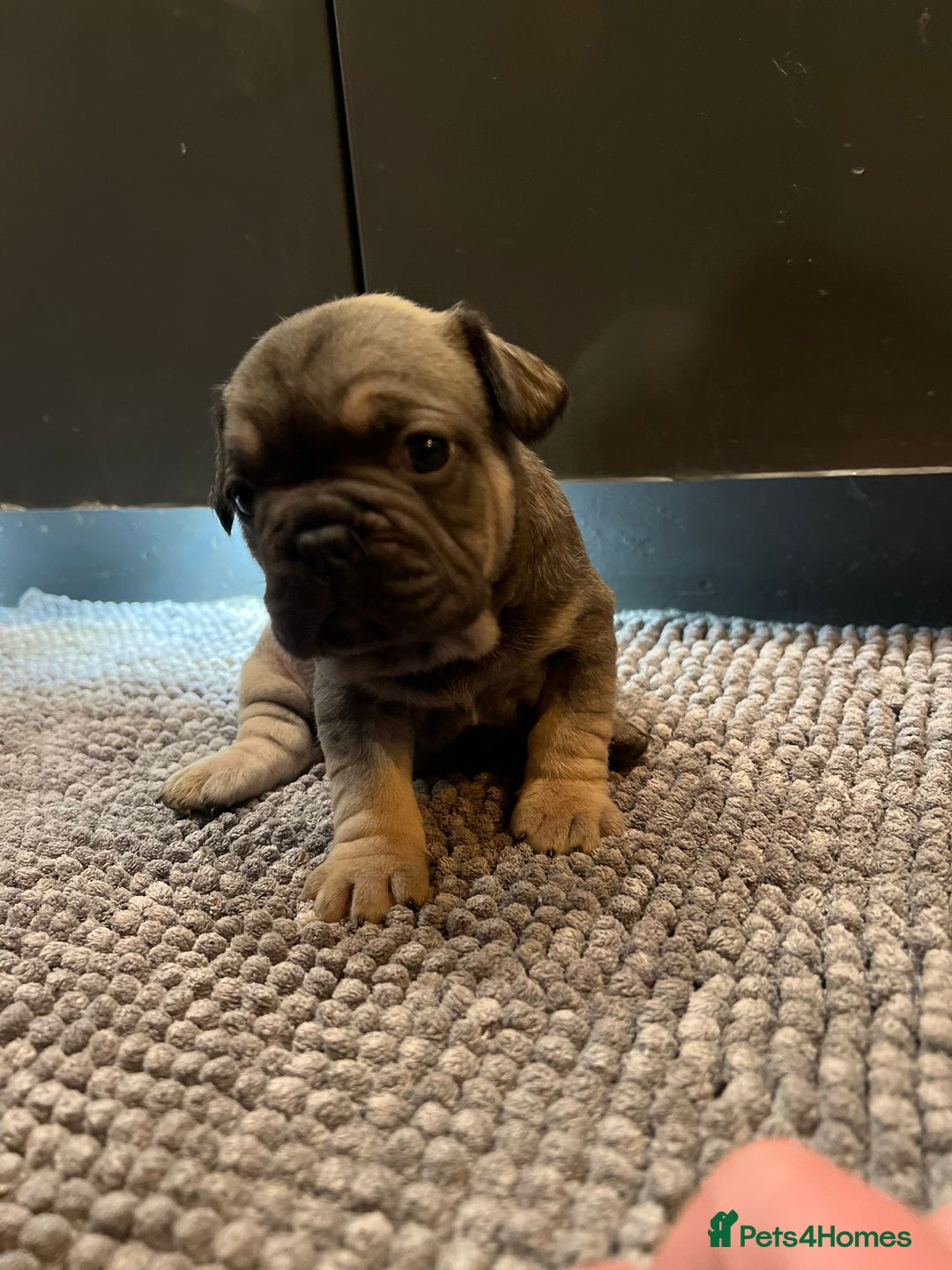 French Bulldog dogs for sale: ♥️Litter of 6 French Bulldog Puppies♥️ - Advert 22
