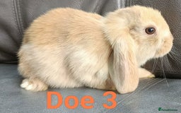 Mini Lop rabbits for sale: 🐰Beautiful mixed litter of Plush x Mini Lop kits - Image 23