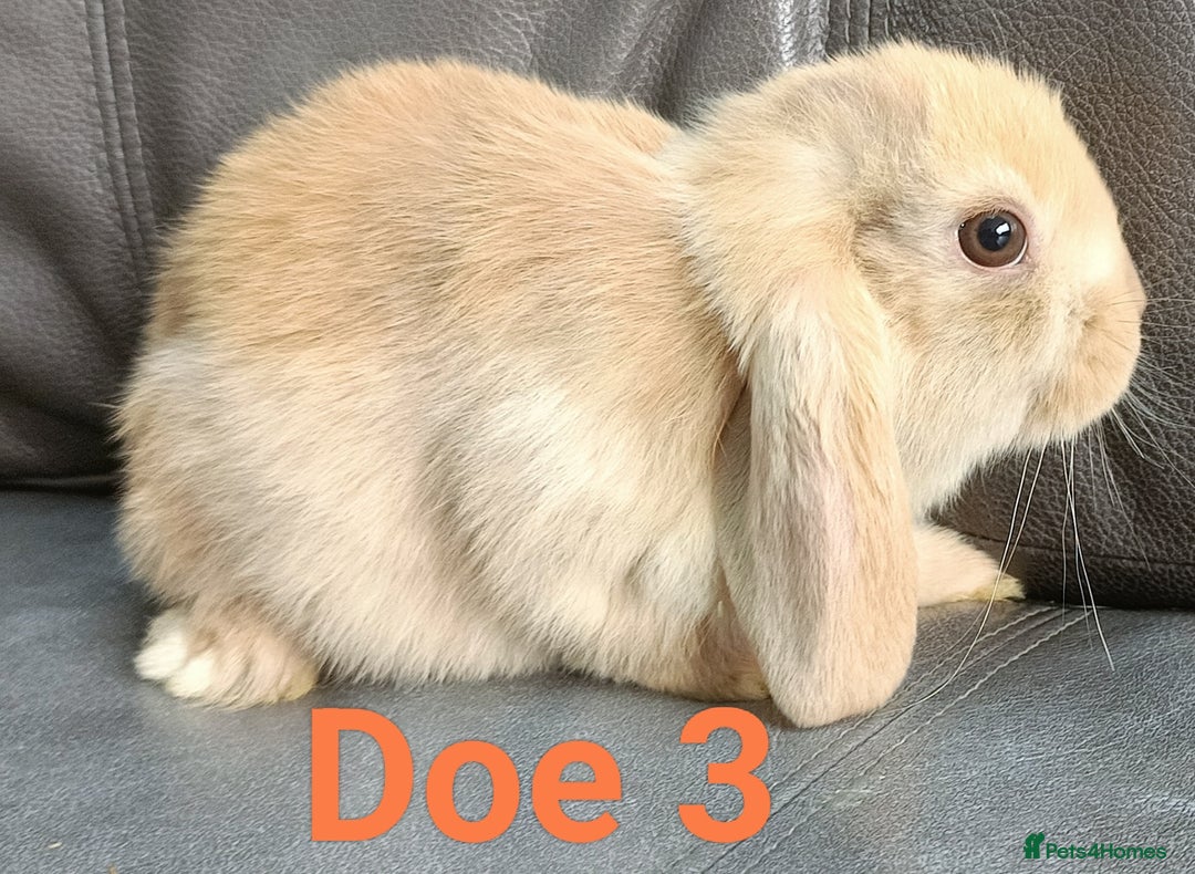 Mini Lop rabbits for sale: 🐰Beautiful mixed litter of Plush x Mini Lop kits - Image 23