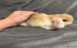 Mini Lop rabbits for sale: Beautiful mini lop rabbits  - Image 1