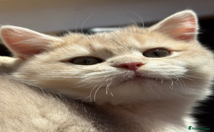 British Shorthair cats READY Champion lines Blue Golden BSH - Advert 8