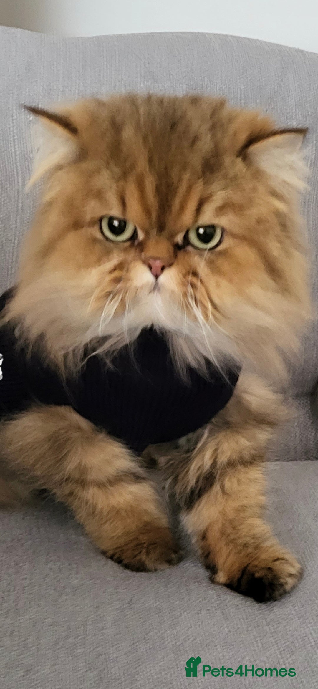 Persian cats Golden and silver persians - Advert 9