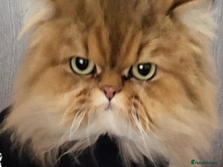 Persian cats Golden and silver persians - Advert 2