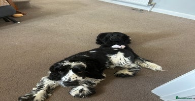 Cocker Spaniel dogs - Advert 8