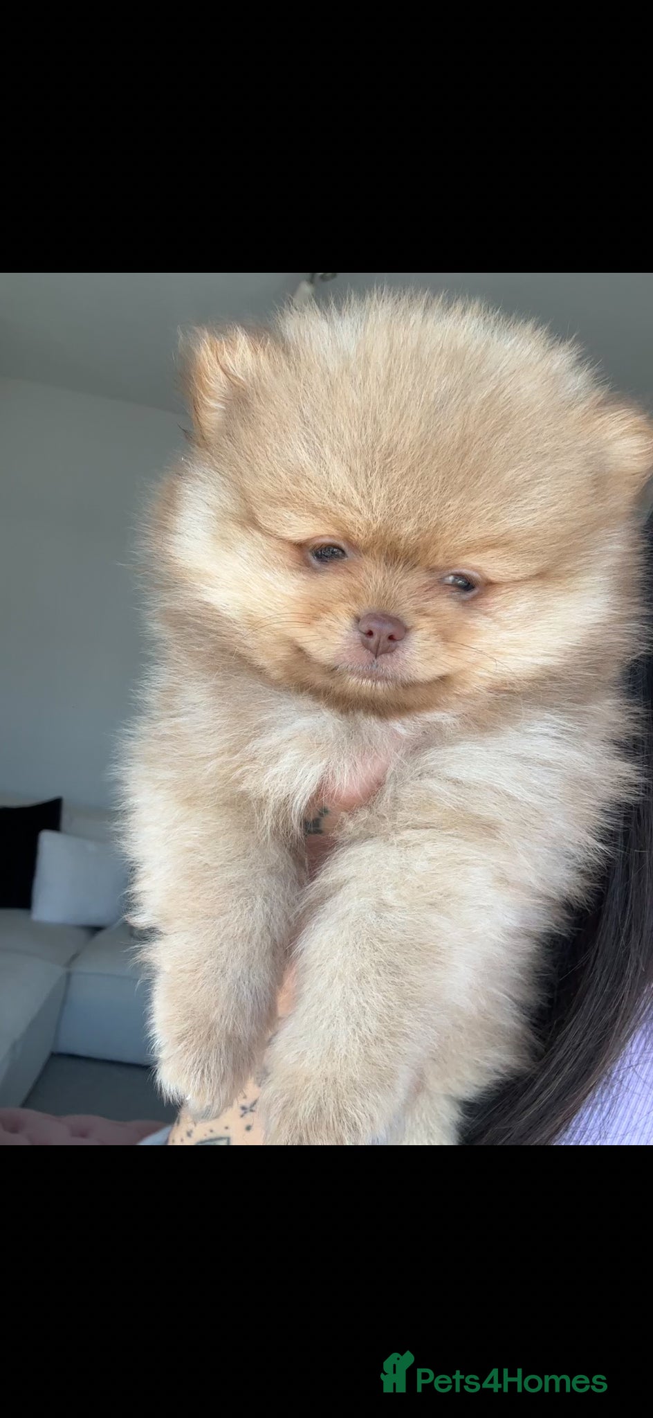 Pomeranian dogs 🐻4 stunning KC Pomeranian puppies🐻READY SOON🩵🩷 - Advert 19