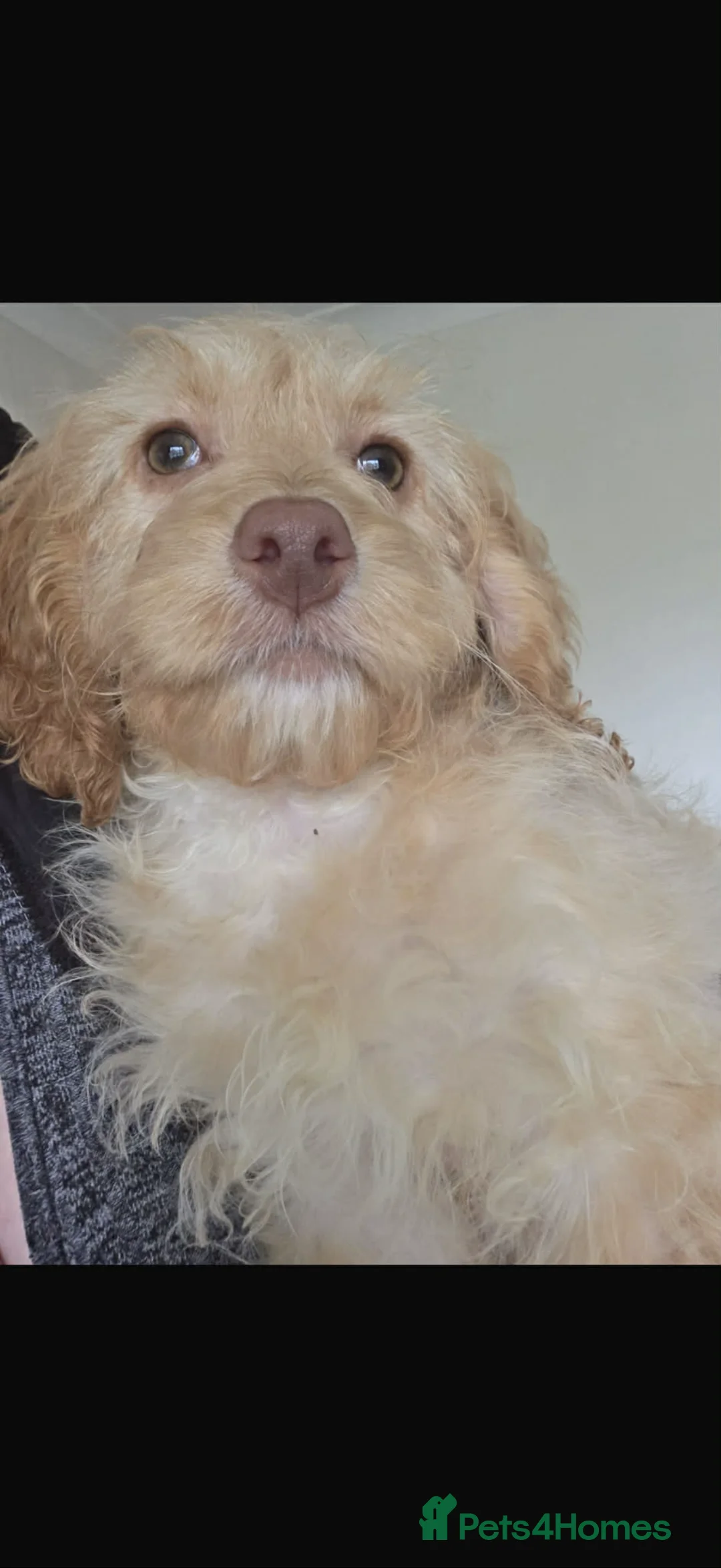 Cockapoo dogs for sale: Adorable cockapoo - Advert 4