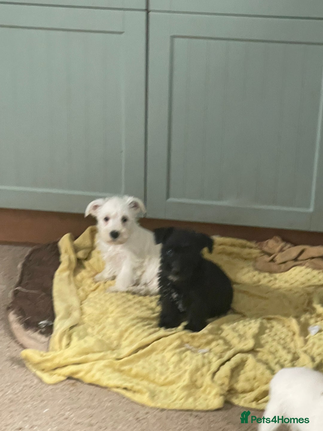Mixed Breed dogs for sale: Lively litter of Wauzers for sale. - Image 5