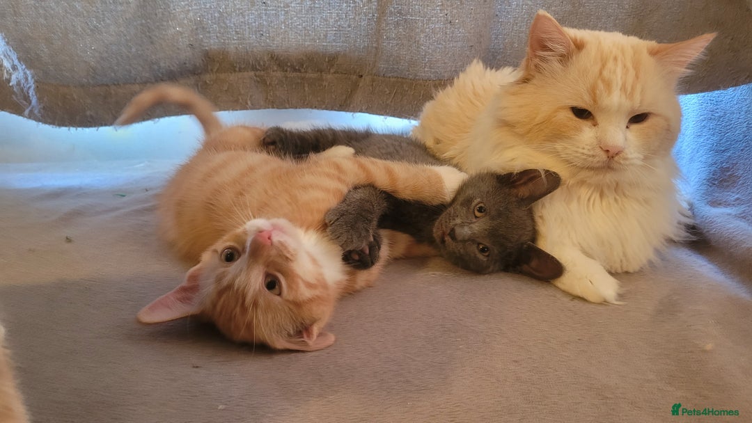 Mixed Breed cats for sale: Three gorgeous kittens available! - Advert 11