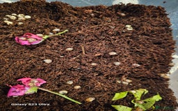 Snails invertebrates for sale: Baby giant African land snails.  - Image 1