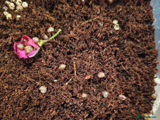 Snails invertebrates - Advert 32