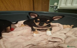 Chihuahua dogs for sale: Tiny chihuahua's  - Image 15