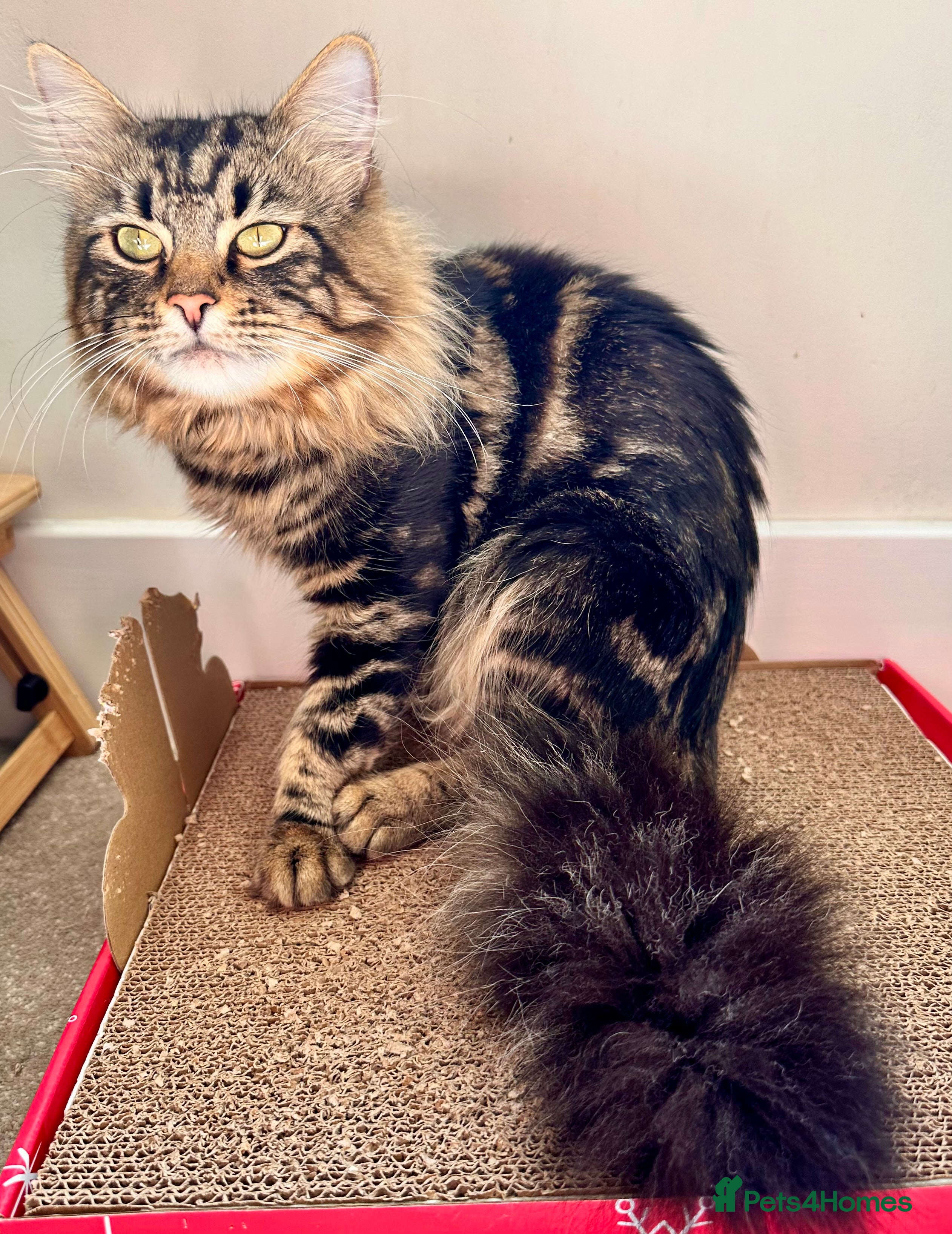 Mixed Breed cats Amiable mixed breed kittens: 3 females  - Advert 2