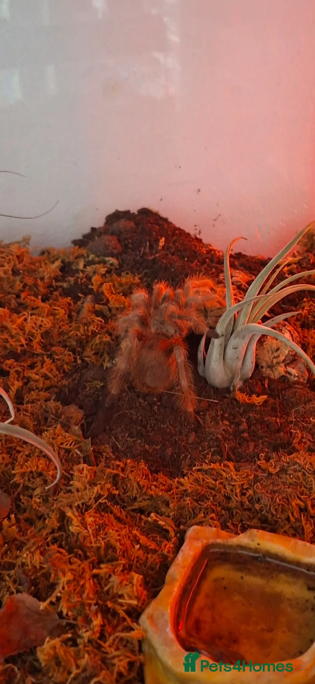 Tarantulas invertebrates for sale: Large Exotic Spider & Reptile Collection – - Advert 2