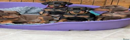 Dobermann dogs for sale: KC REGISTERED DOBERMANN PUPS – EXCEPTIONAL LITTER - Advert 12