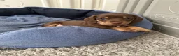 Miniature Dachshund dogs for sale: Beautiful chocolate & tan miniature dachshunds  - Advert 28