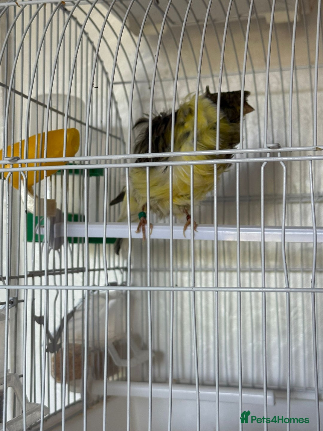 Canaries birds for sale: Persian canary  - Advert 6