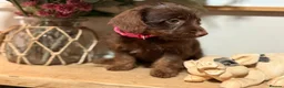 Jackapoo dogs for sale: *** Stunning Jackapoos Ready Now - Advert 3