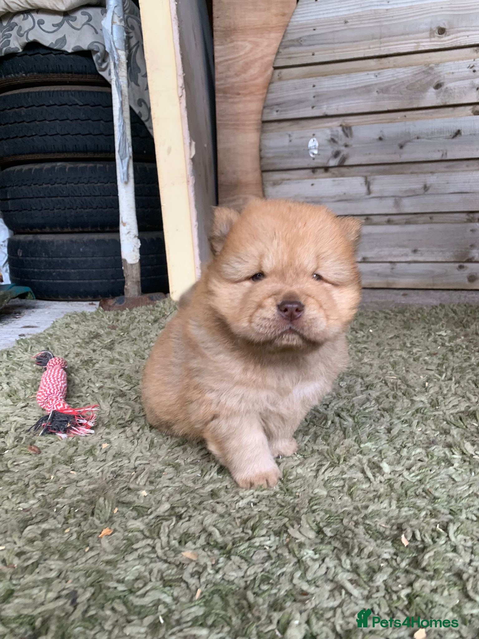 Chow Chow dogs for sale: Choclate/lilac Chow chow puppies - Advert 13