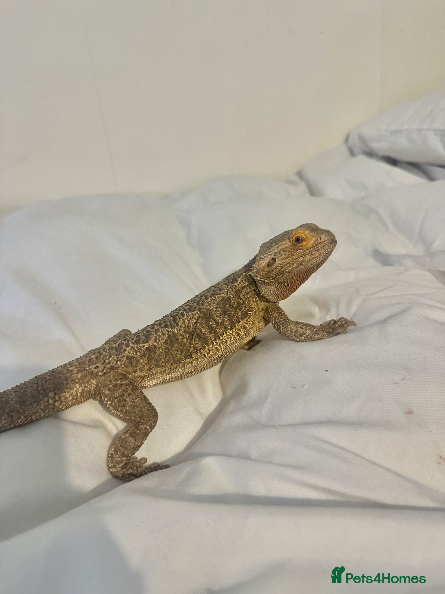 Bearded Dragon reptiles Bearded dragon tiverton - Advert 13