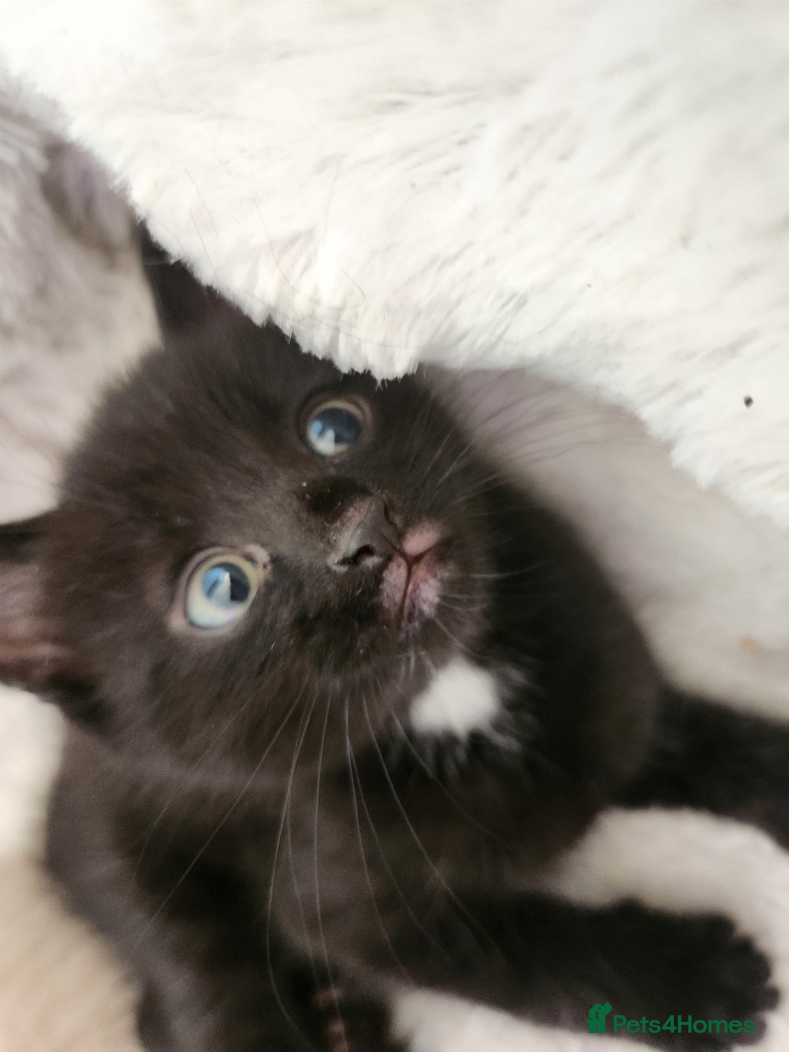 Mixed Breed cats 3 beautiful kittens  - Advert 24
