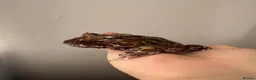 Frog reptiles for sale: Pac-Man frog (horned frog)  - Advert 5