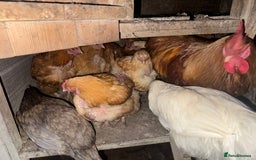 Chickens poultry for sale: Flock of Chickens - Image 17