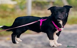 Border Collie dogs for adoption: Venera: The Dog Who Crawled Back to Life - Image 3