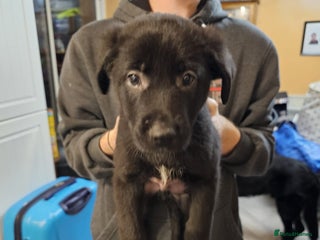 Mixed Breed dogs German Shepherd x lab pups for sale - Advert 2