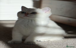 British Shorthair cats for sale: TICA British Shorthair Kittens Champion bloodline in Bedford - Image 11