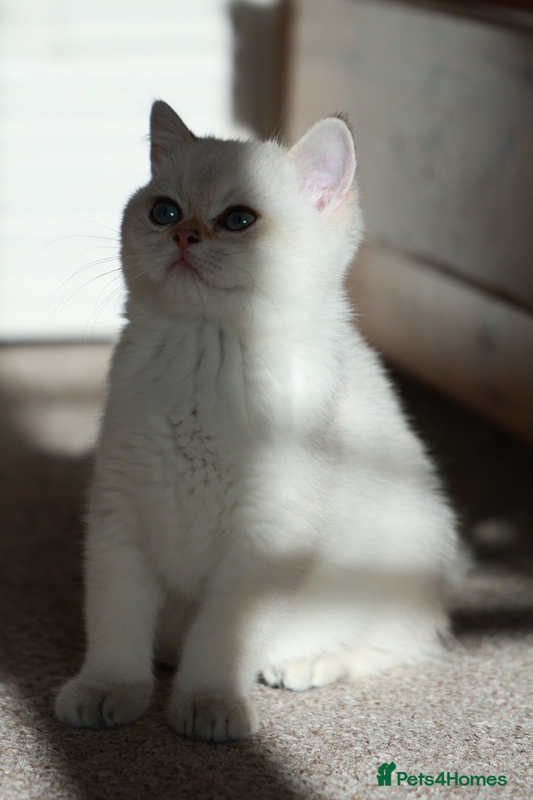 British Shorthair cats for sale: TICA British Shorthair Kittens Champion bloodline in Bedford - Image 11