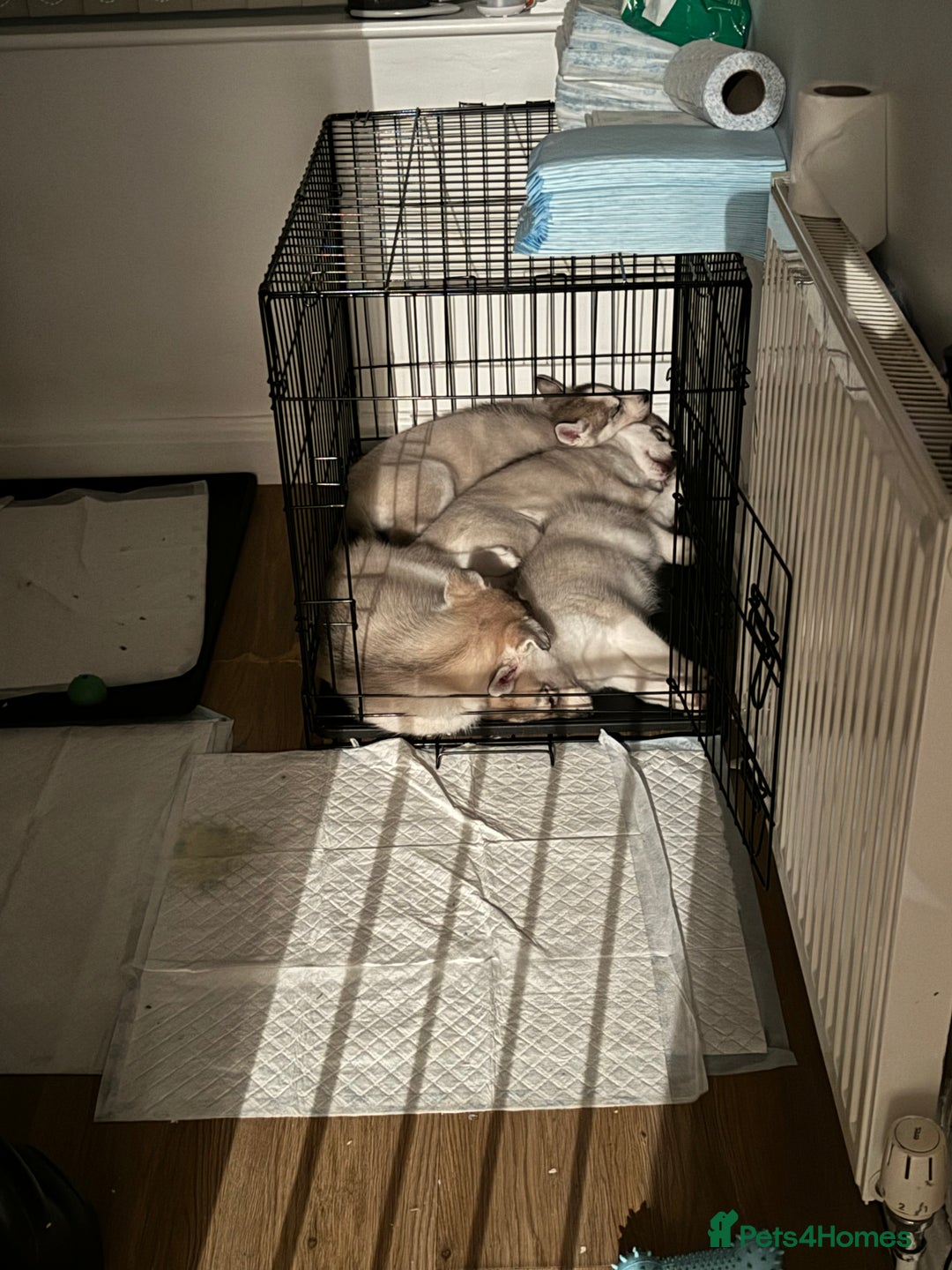 Siberian Husky dogs for stud: PROVEN KC Registered Siberian Husky Stud ONLY in Solihull - Image 21