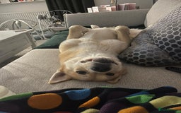 Huskita dogs for sale: Ad for joint owner. No £75 cost. Live local to FK  - Image 2