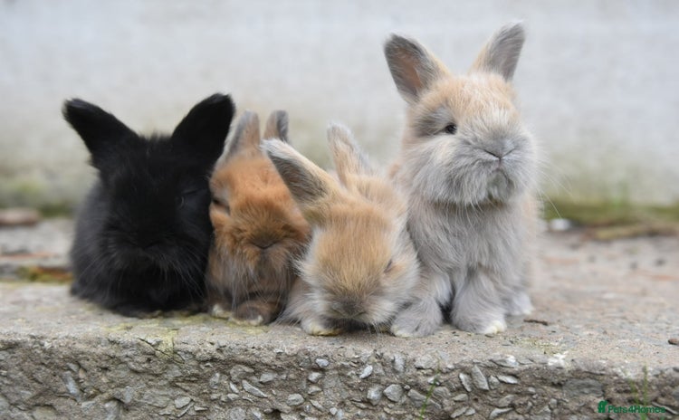 Angora rabbits in Wigan - Advert 8