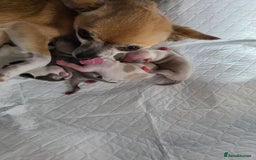 Chihuahua dogs for sale: Chihauhau puppies ready early November - Image 2