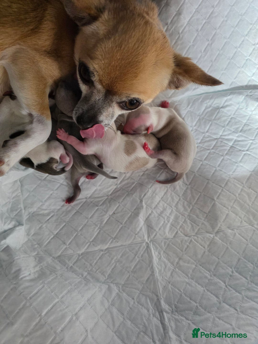 Chihuahua dogs for sale: Chihauhau puppies ready early November - Image 2